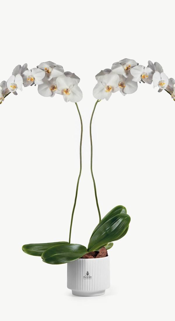 White Double-Stem Phalaenopsis Orchid in Ceramic Pot