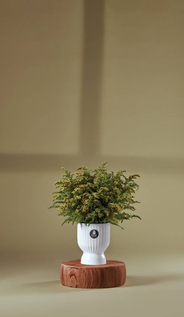 Golden Glow Vase