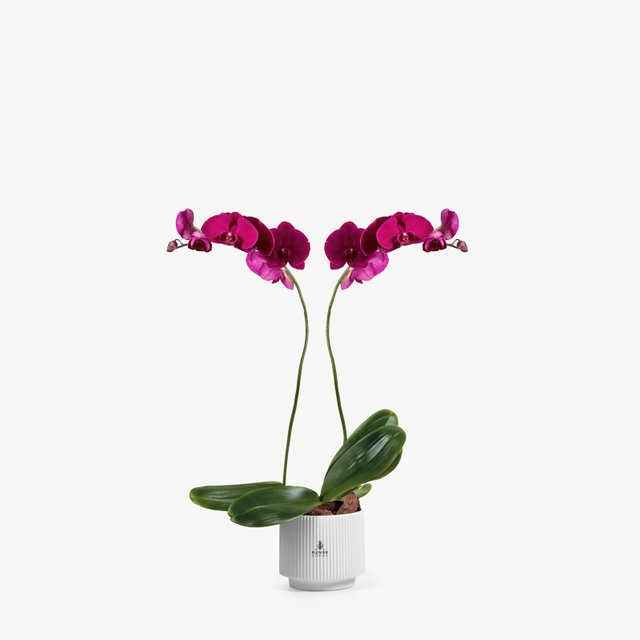 Magenta Phalaenopsis Orchid