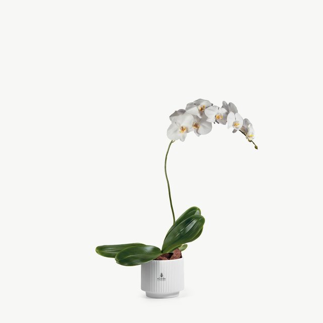 Ivory Phalaenopsis Orchid