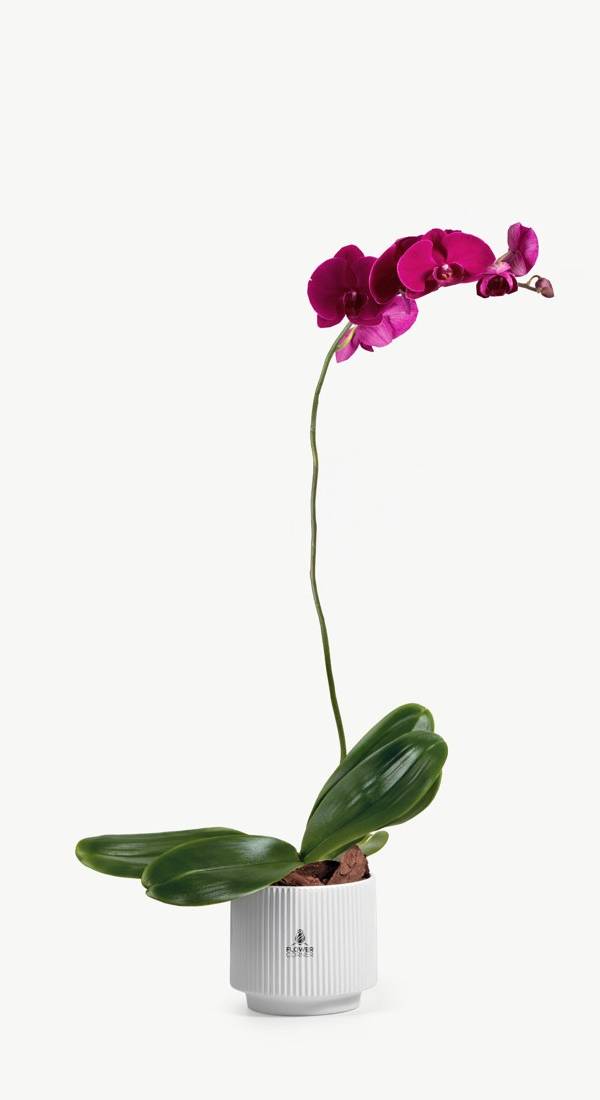 Purple Phalaenopsis Orchid Plant in White Pot