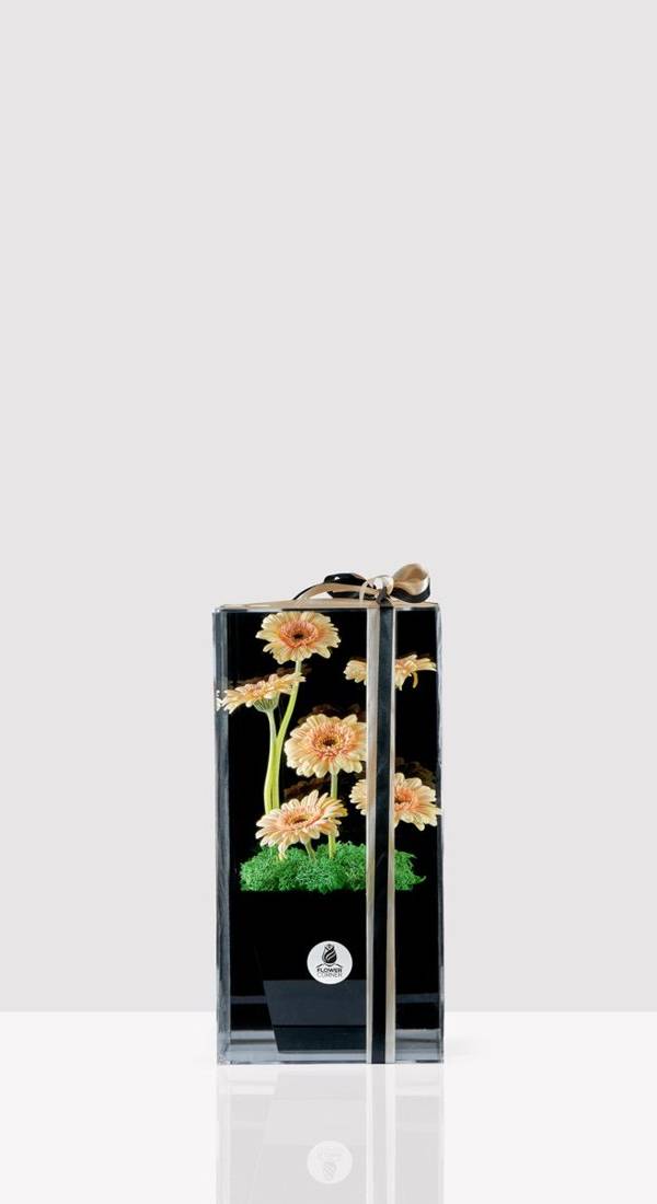 Peach Gerbera Acrylic Window