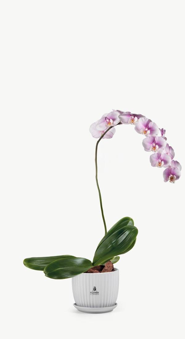Pink Phalaenopsis Orchid Plant in White Pot