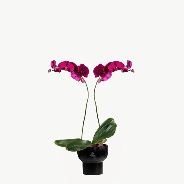 Magenta Orchid Duo