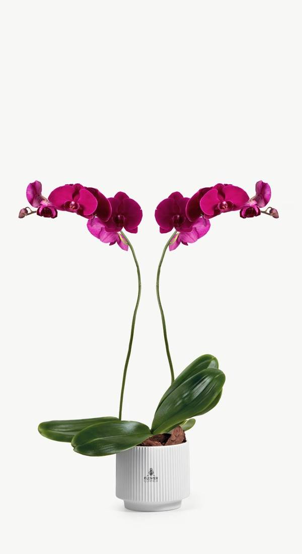 Magenta Phalaenopsis Orchid Plant