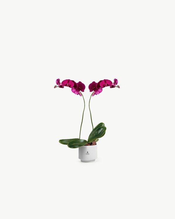 Magenta Phalaenopsis Orchid Plant