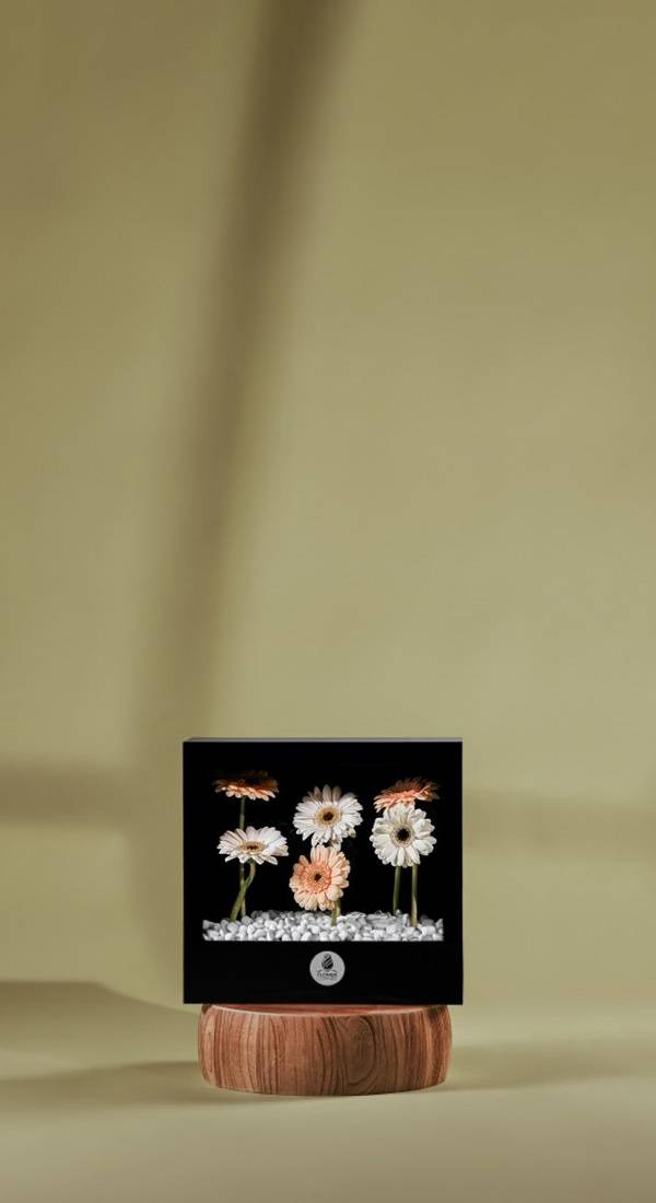 Peach & Cream Gerbera Window