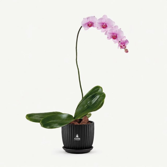 Pink orchid — black pot