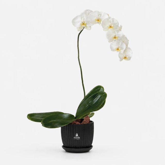 White orchid — black pot