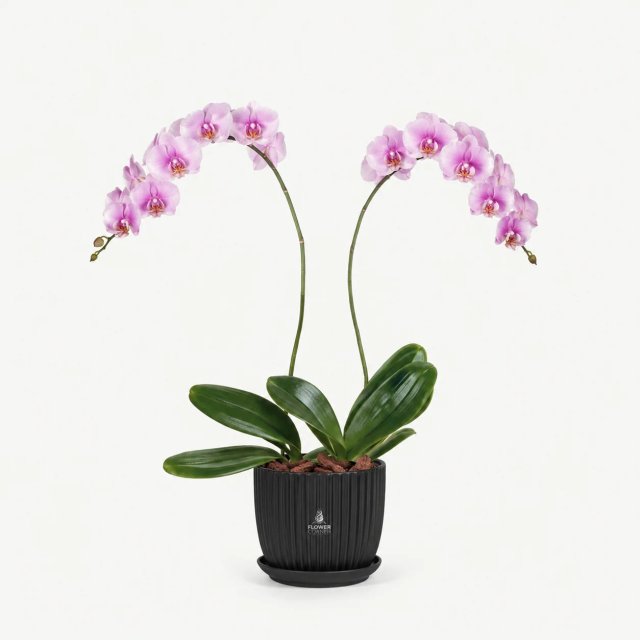 Pink orchid duo — black pot