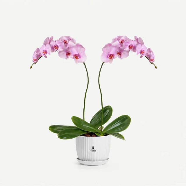 Pink orchid duo — white pot