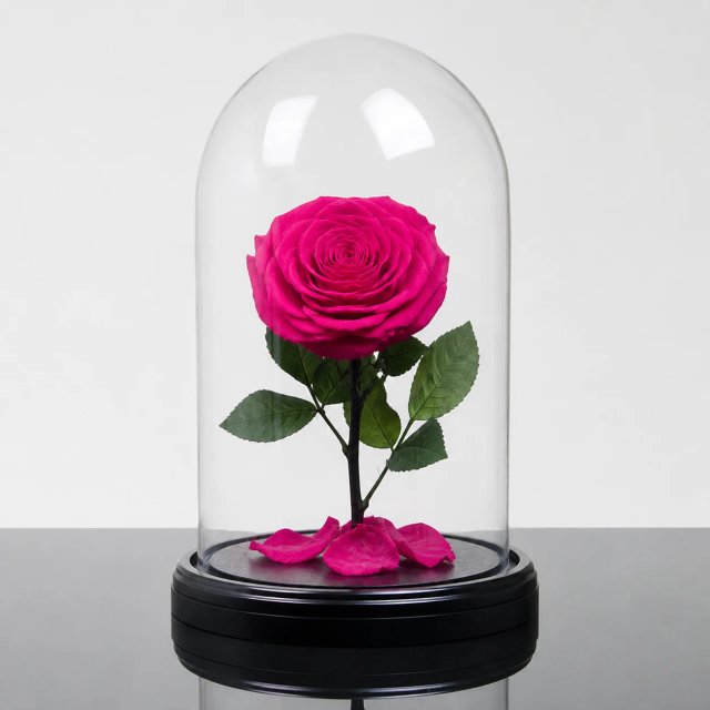 Forever Rose — Fuchsia / Round