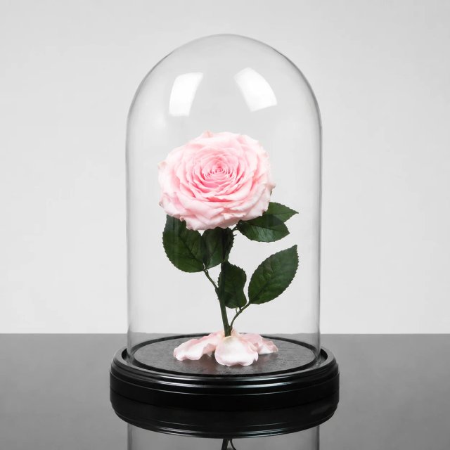 Forever Rose — Pale pink / Round
