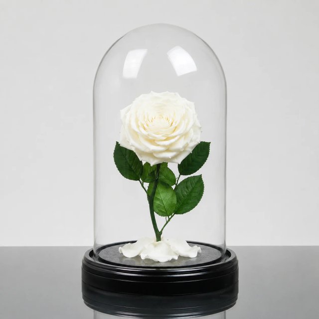 Forever Rose — White / Round
