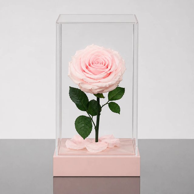 Forever Rose Acrylic Cube — Pink