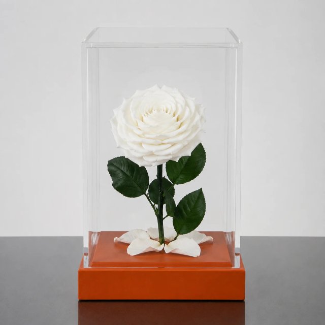 Forever Rose Acrylic Cube — White