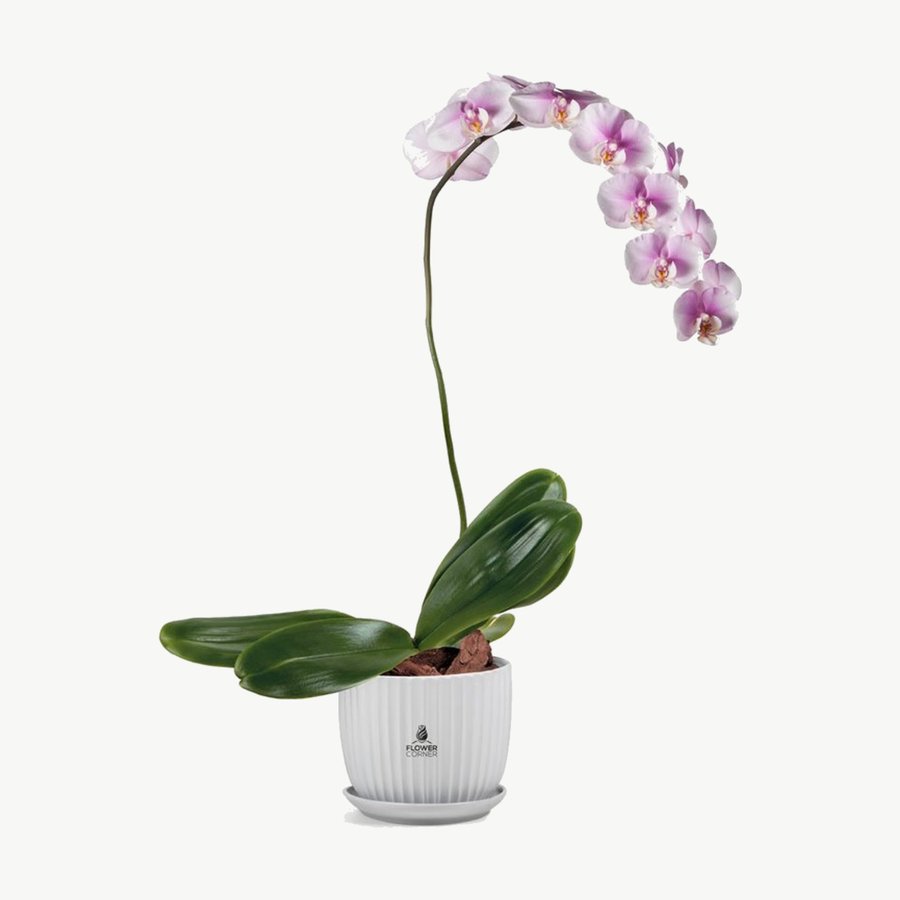Pink Phalaenopsis Orchid Plant in White Pot