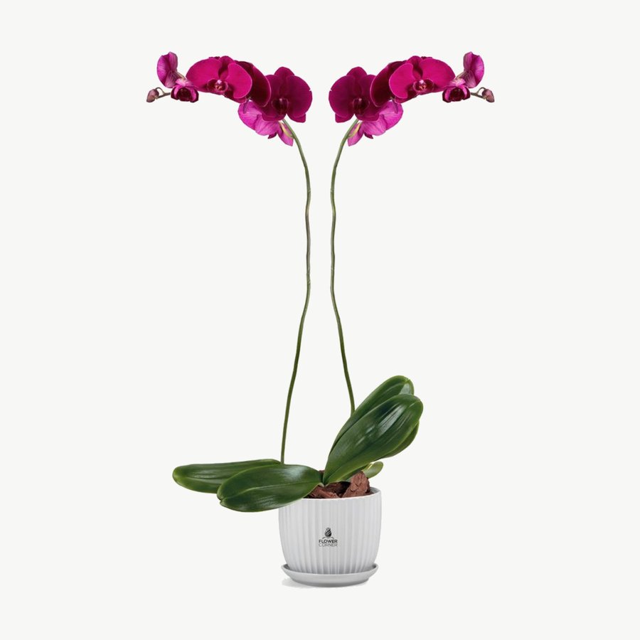 Purple Phalaenopsis Orchid Plant in White Pot