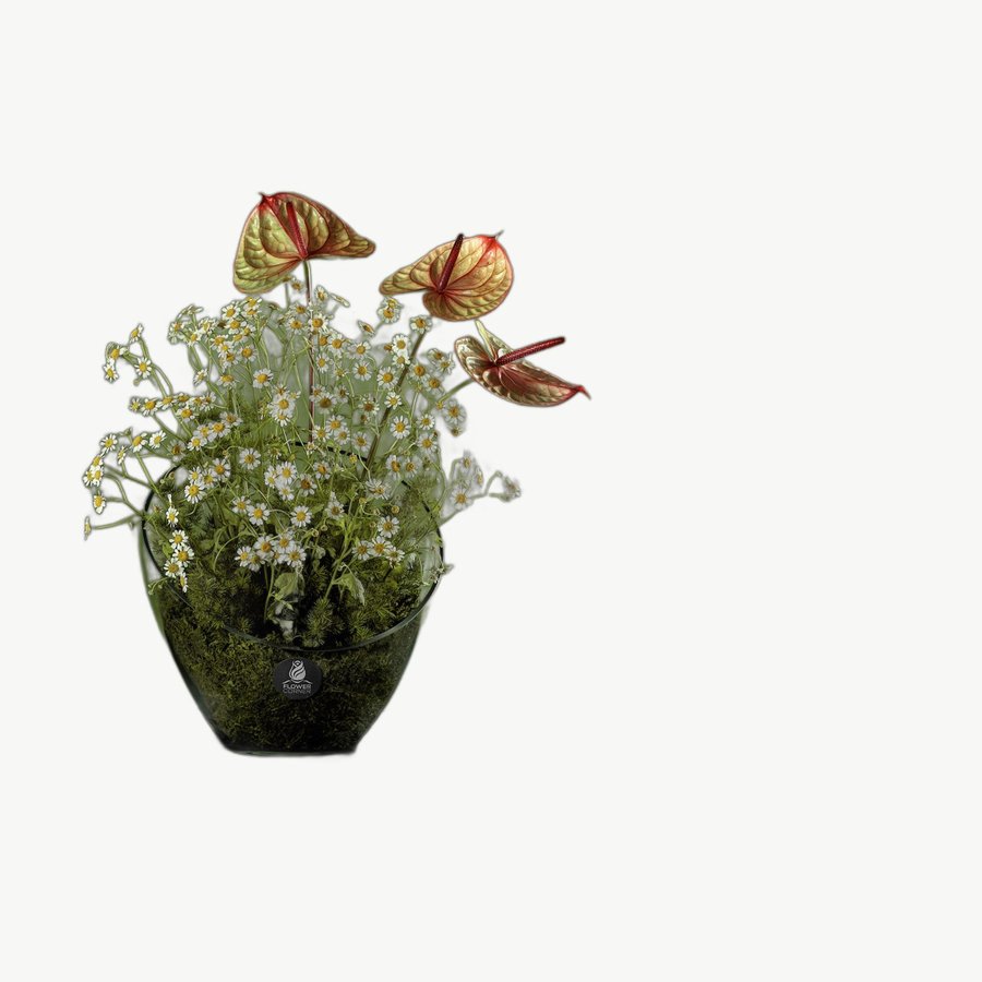 Orange Anthurium Vase