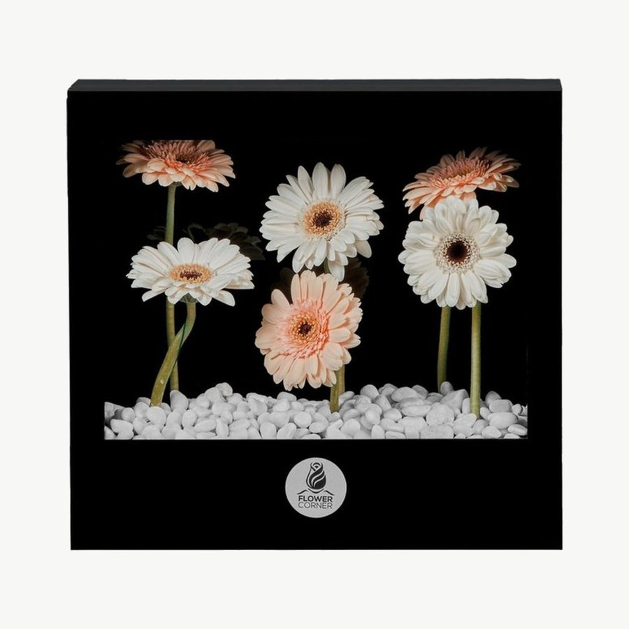 Peach & Cream Gerbera Window