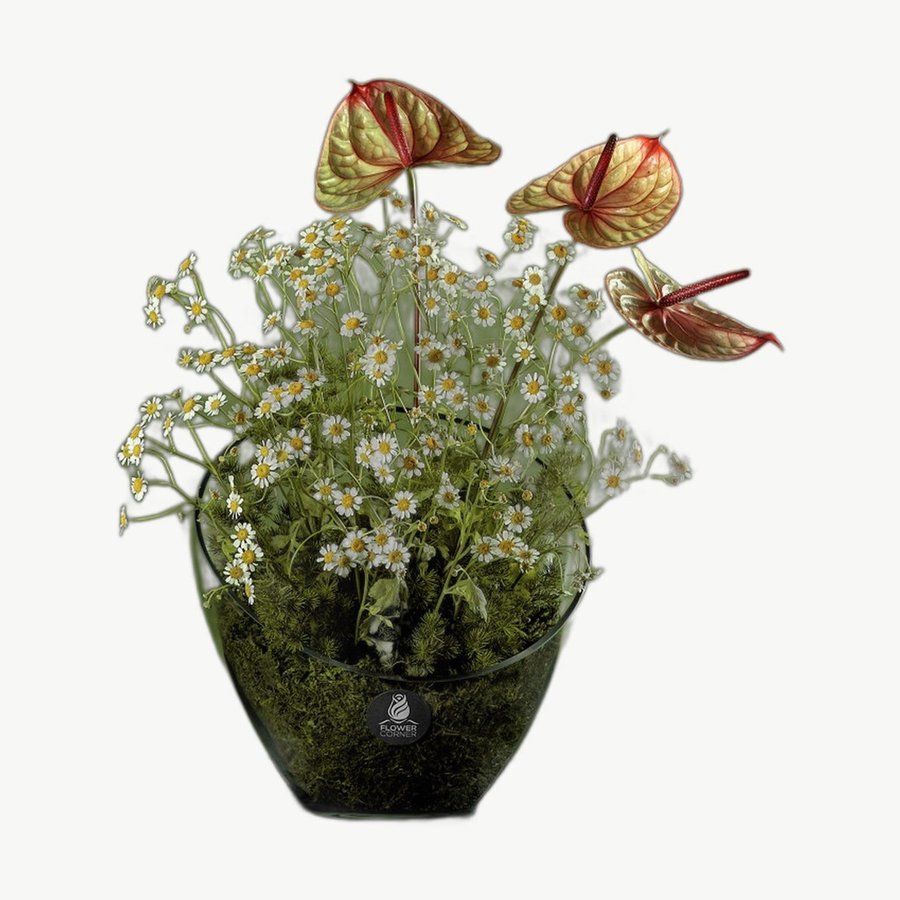 Orange Anthurium Vase