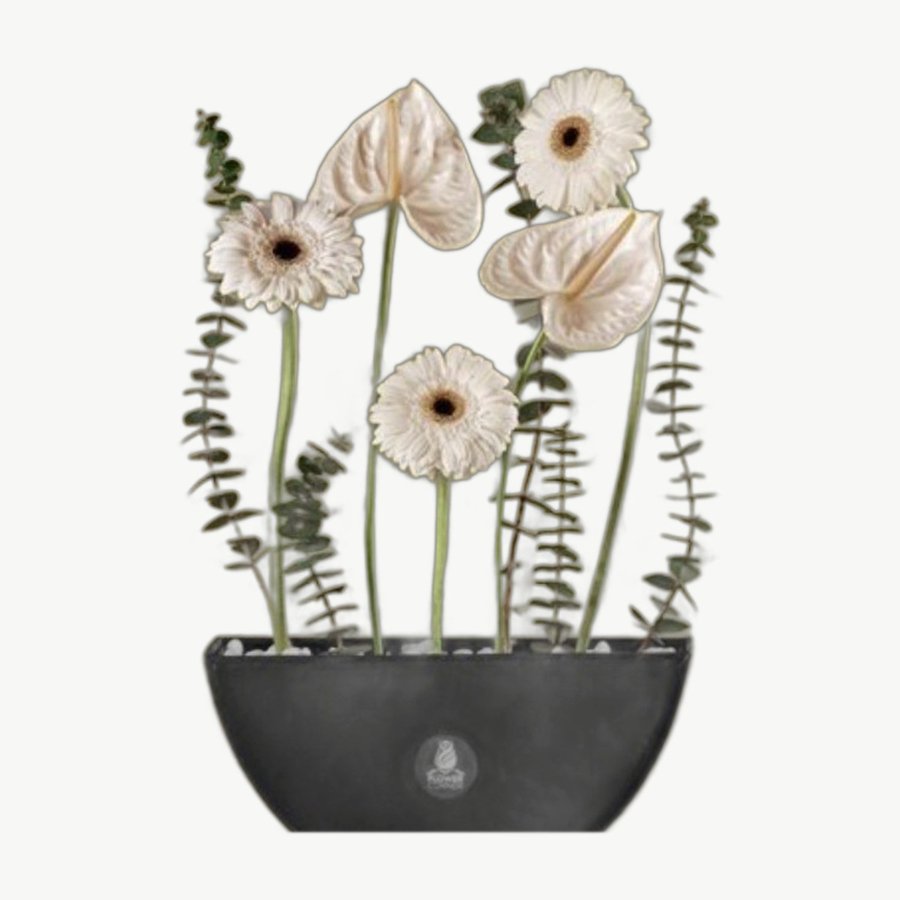 White Gerbera Bowl