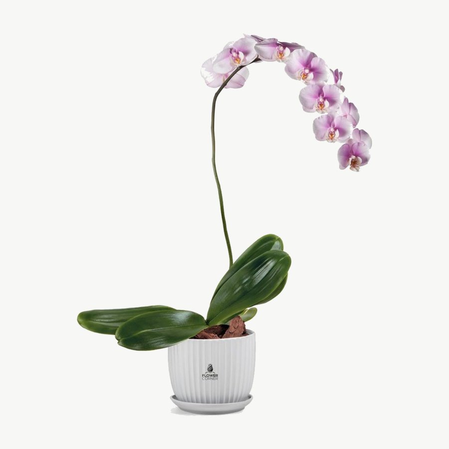 Pink Phalaenopsis Orchid Plant in White Pot