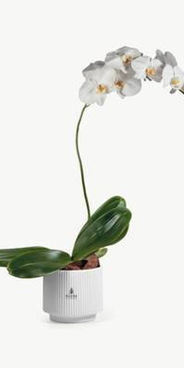 White Double-Stem Phalaenopsis Orchid in Ceramic Pot