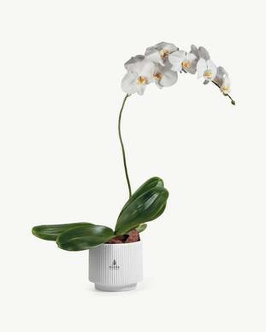 White Double-Stem Phalaenopsis Orchid in Ceramic Pot